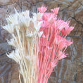 Load image into Gallery viewer, About 35 Flower Heads,Dried Natural Flowers Branch,DIY Dry Eternelle Star Anise Flower Bouquet For Home Decor,Floral Arrangement