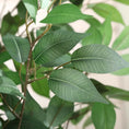 Load image into Gallery viewer, 6ft Ficus Artificial Tree β Faux Silk Plant in White Planter